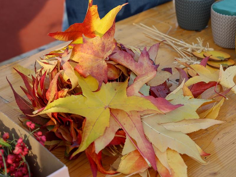 Samobor nastavlja sa sadnjom stabala