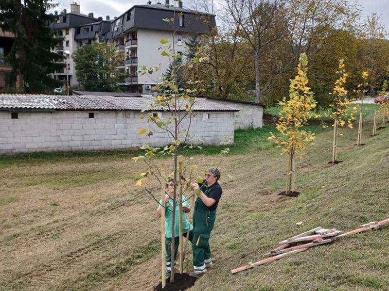 Novi drvoredi u Bregani
