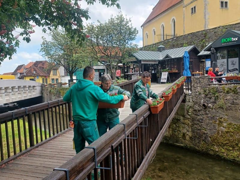 Postavljene žardinjere s ljetnicama