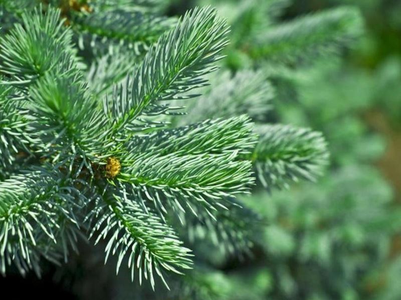 Poklonite jelu ili smreku za blagdansko uređenje grada Samobora