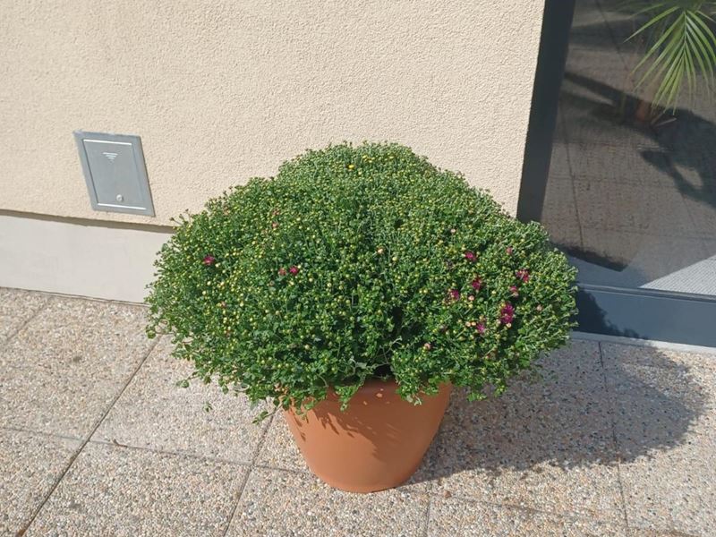 Cvijeće u bojama Samoborske glazbene jeseni