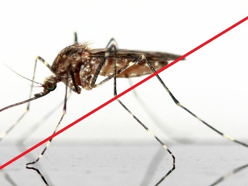 6. larvicidni tretman suzbijanja komaraca