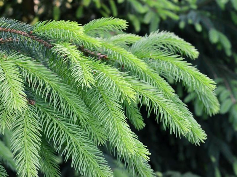 Prijava za poklanjanje stabla za blagdansko uređenje grada