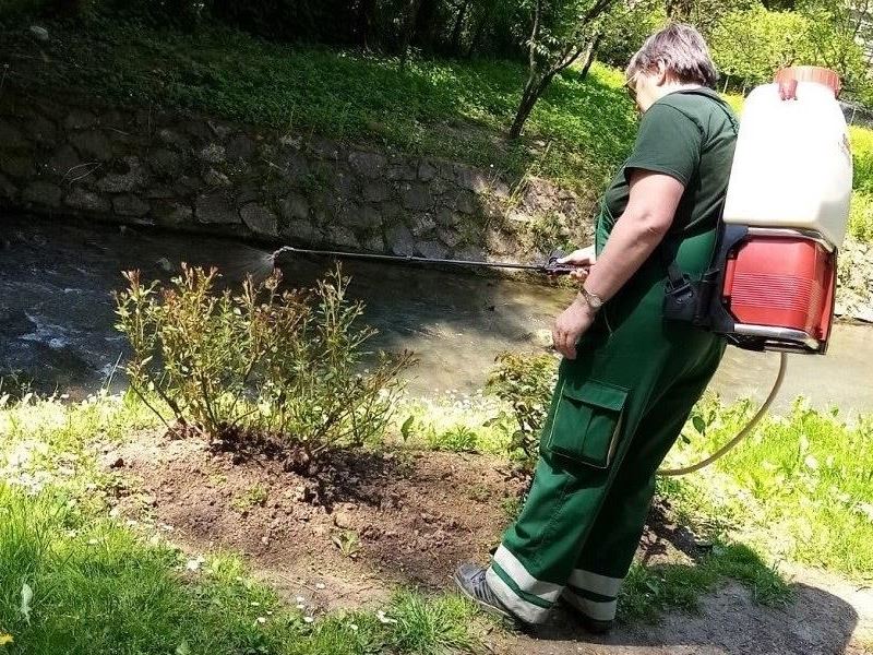 Briga o ružama