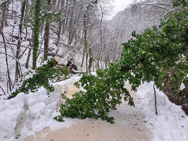 Urušena stabla na prometnici