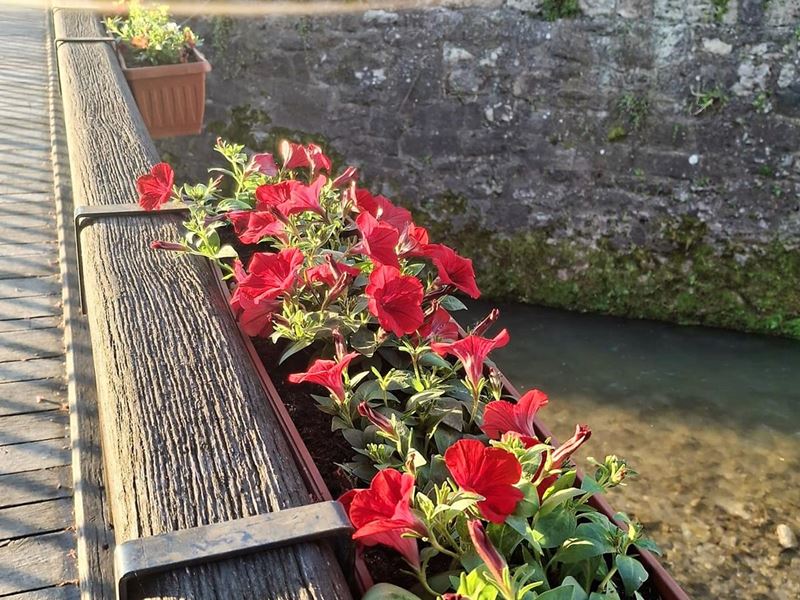 Postavljene žardinjere s ljetnicama