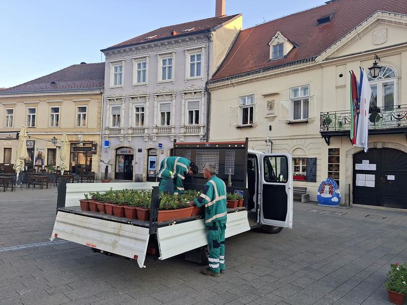Postavljene žardinjere s ljetnicama