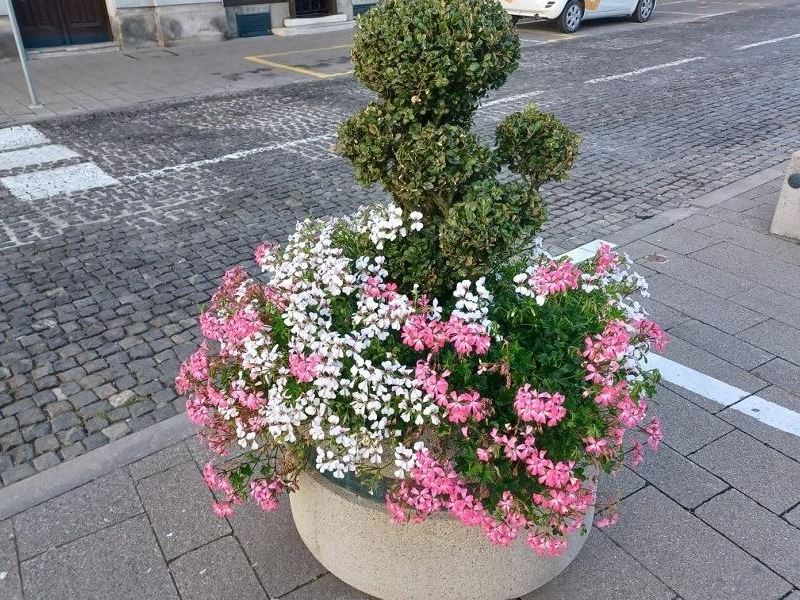 Žardinjere u centru grada